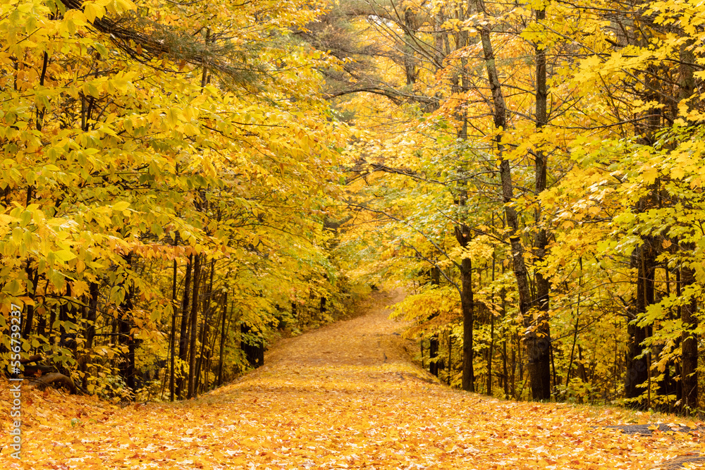 Golden fall trail