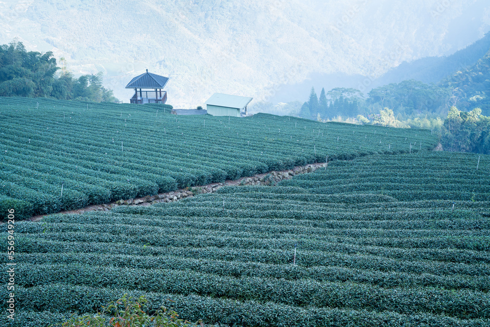 美丽的绿茶作物园一排排场景，为鲜茶产品设计理念。