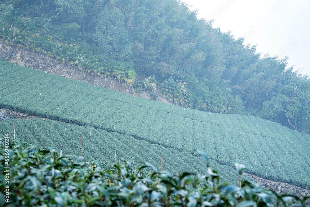 Beautiful green tea crop garden rows scene, design concept for the fresh tea product.