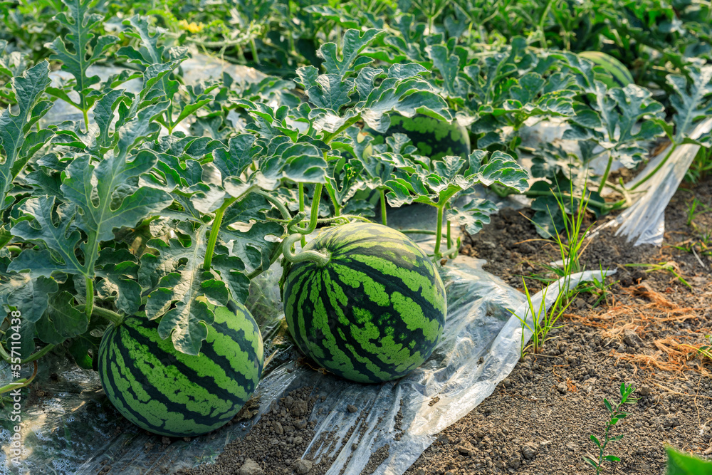 夏季绿色西瓜种植园上的西瓜。农业西瓜田。