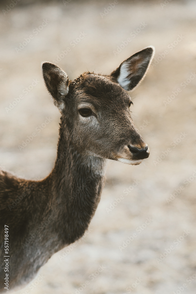 Roe deer portrait, wild dama dama fawn. Wildlife animal nature outdoor