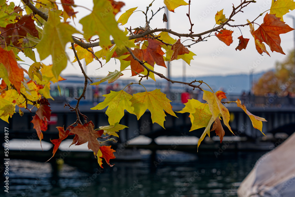 Close-up of autumn leaves of plane tree at City of Zürich on a blue cloudy autumn day with defocus b