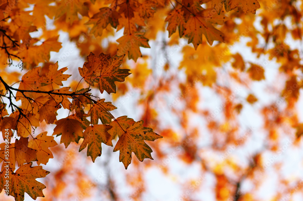 Beautiful autumn landscape with yellow leaves.