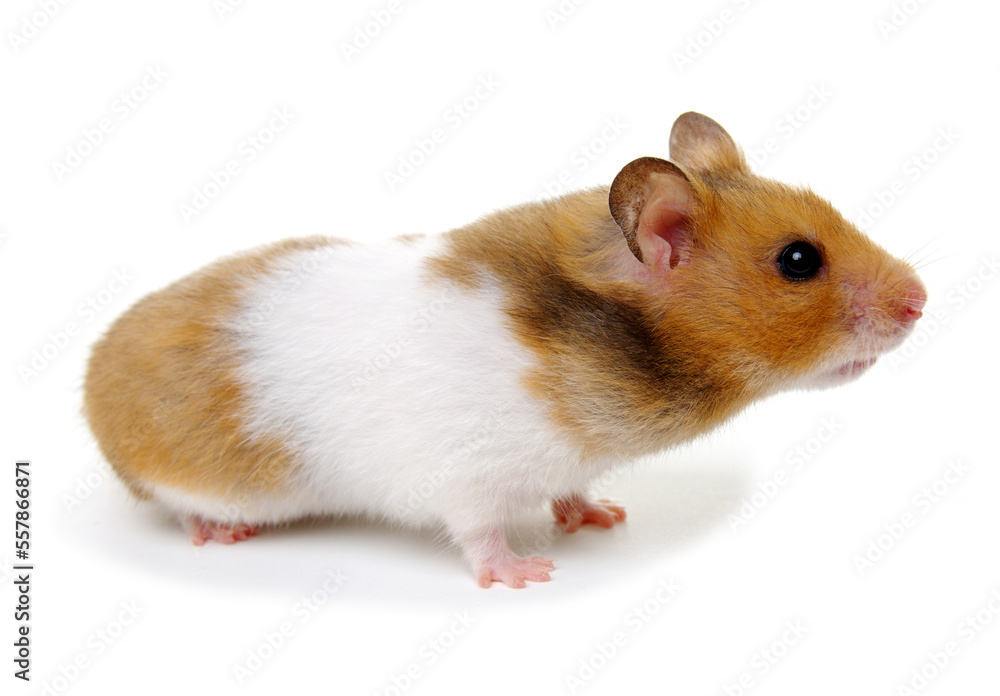  Hamster isolated on a white background