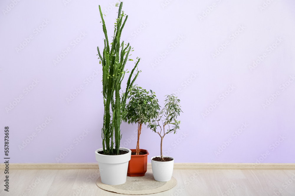 Different houseplants near color wall in room