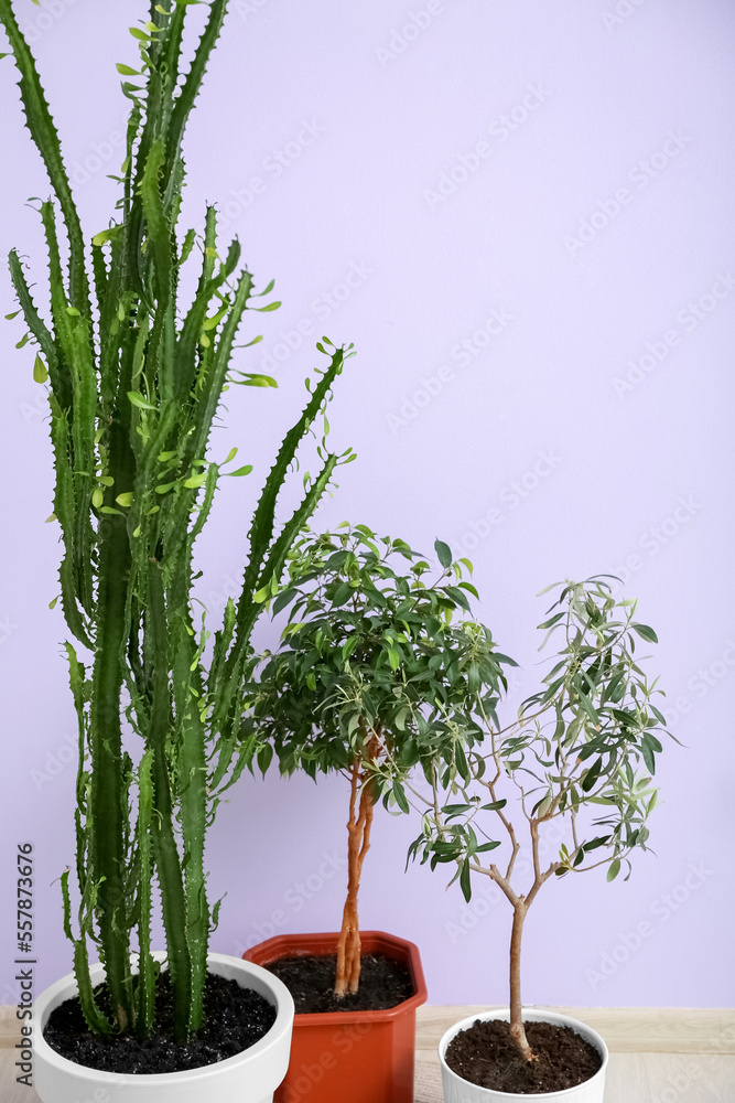 Different houseplants near color wall in room