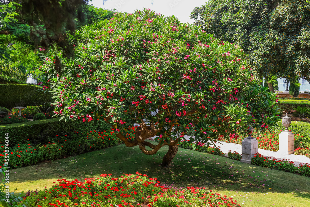 Beautiful garden with bright flowers and trees