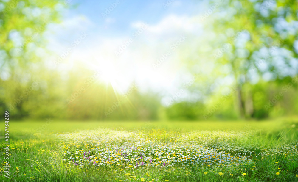 Beautiful blurred spring background nature with blooming glade, trees and blue sky on a sunny day.