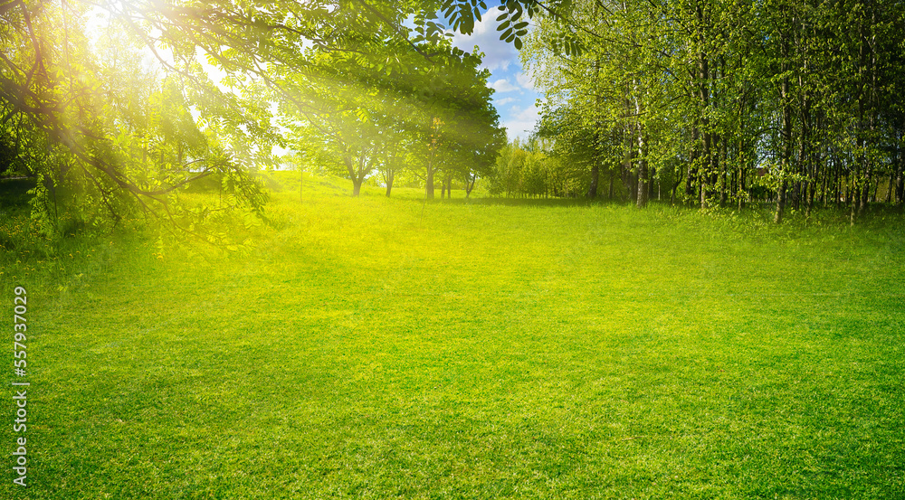 Beautiful warm summer widescreen natural landscape of park with a glade of fresh grass lit by  sun.