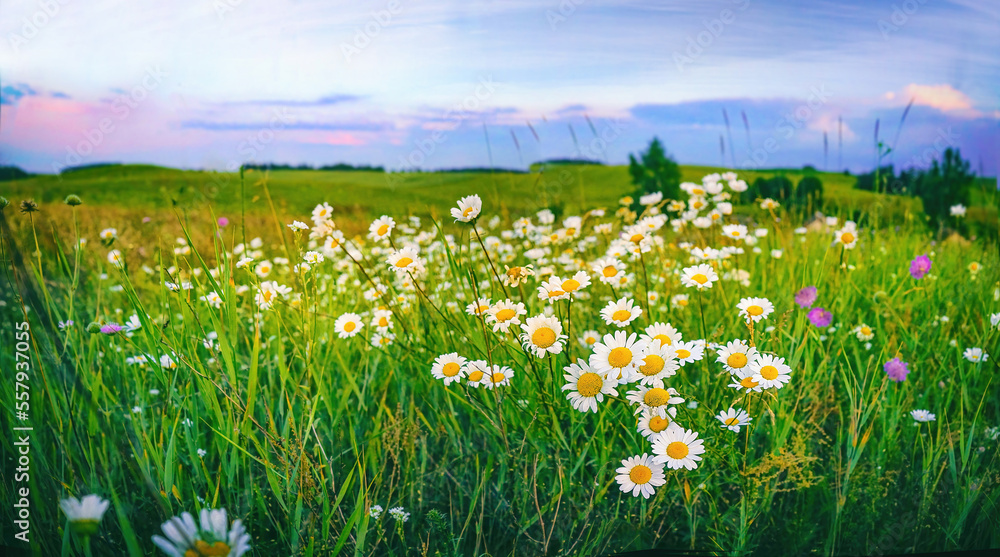 美丽的春夏乡村自然全景景观，草地上有雏菊