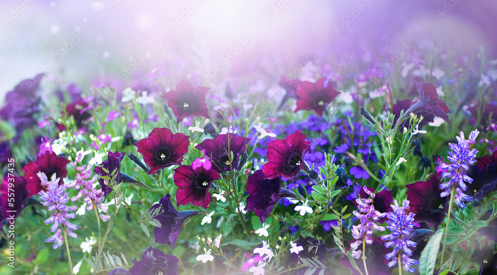 Beautiful summer spring flower border of purple flowers in nature close-up. Colorful floral backgrou