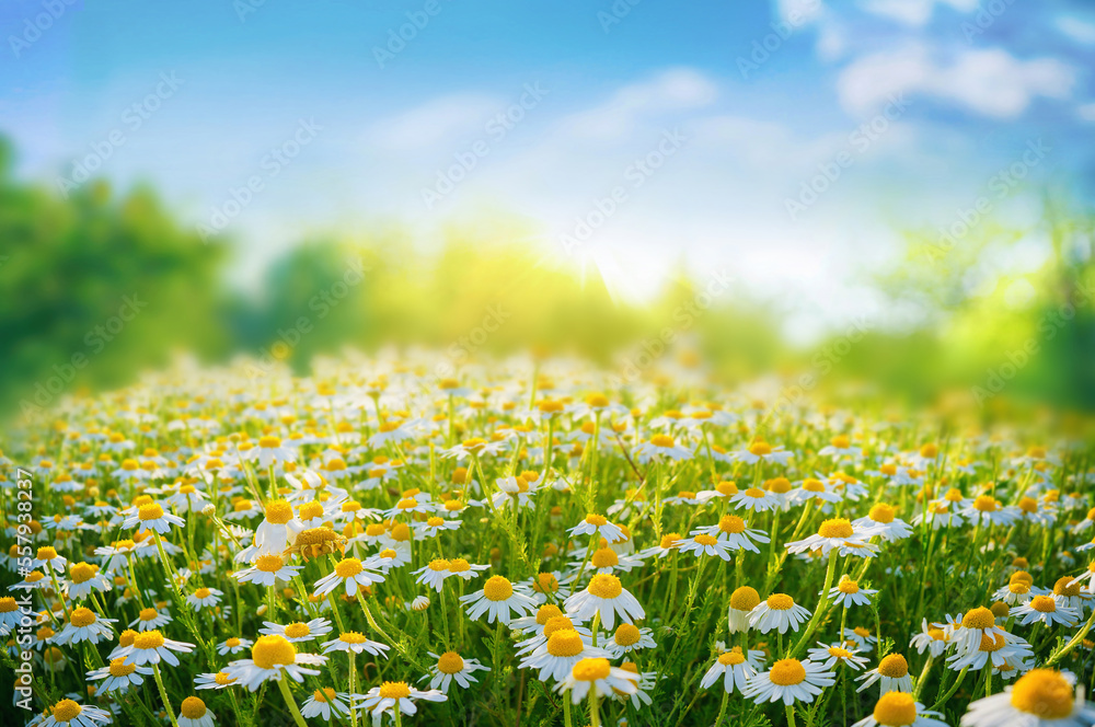 Beautiful blurred spring floral background nature with blooming glade of daisies and blue sky on sun