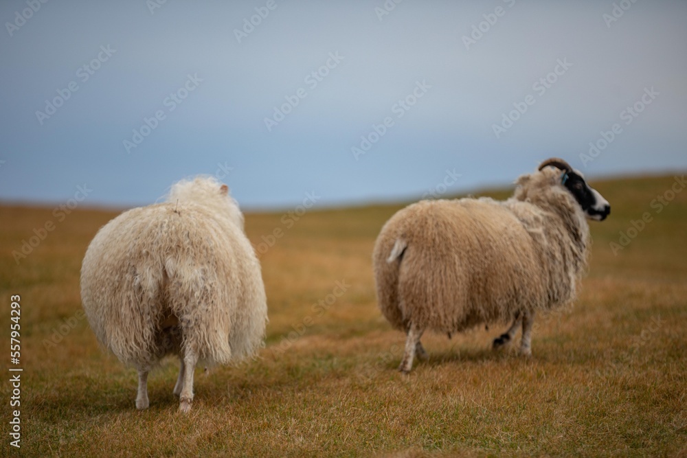 Mouton Islandais