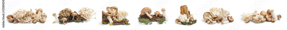 Collection of different fresh mushrooms on white background