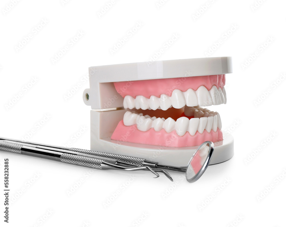 Jaw model with dental tools on table against white background