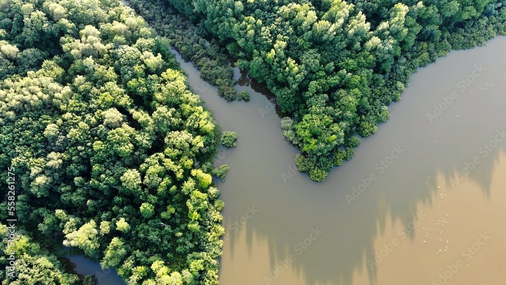 Aerial view of the Amazon forests and river.