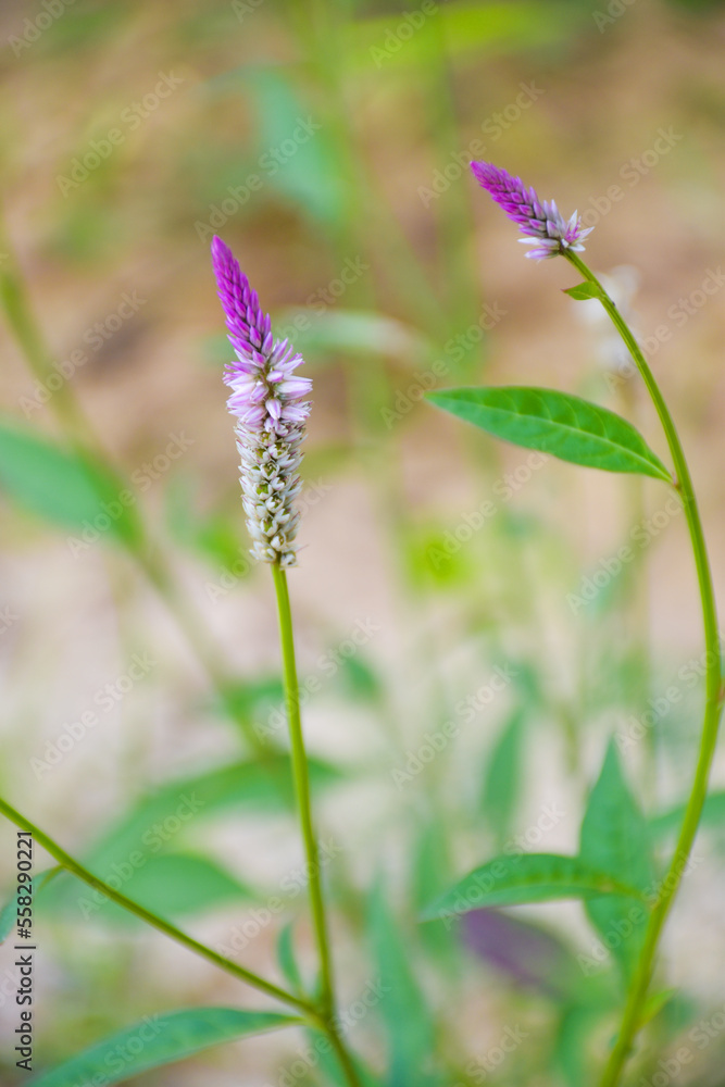 Purple White Crested Cockscomb Flower Morning Soft Blurred Background