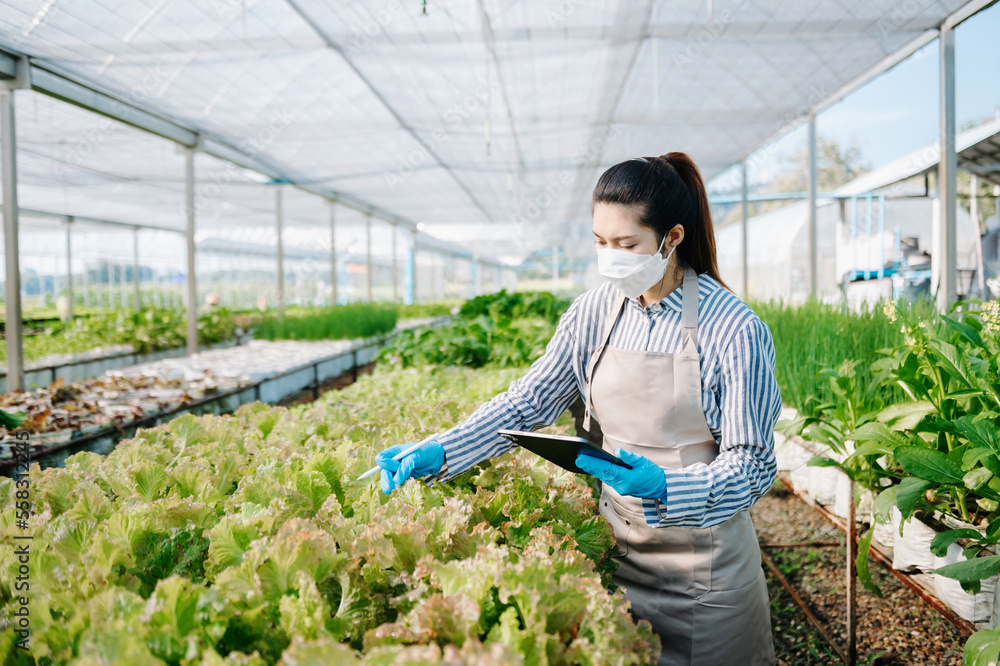 亚洲农民在有机农场使用数字平板电脑检查新鲜蔬菜。农业技术