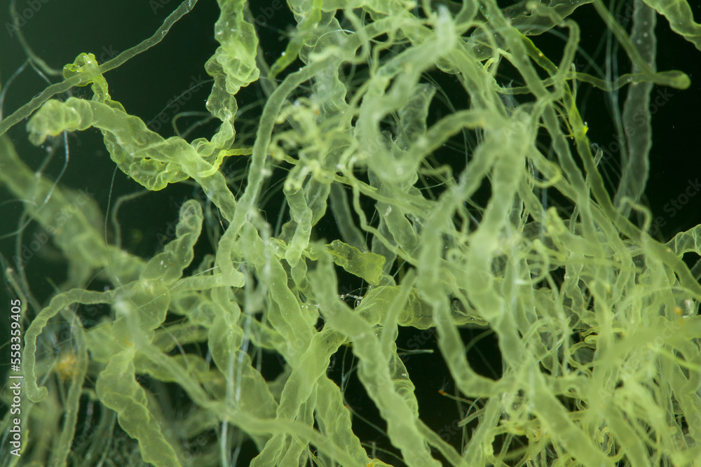 close up of lower green algae on black background.