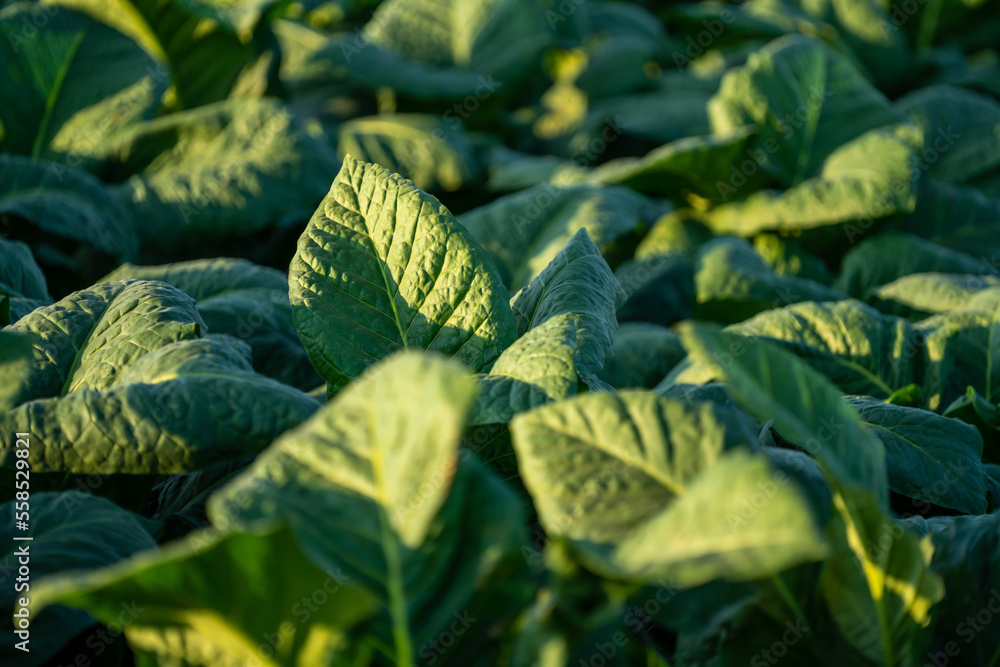 Big leaf of Tobacco growing in tobacco plantation field. Agriculture tobacco