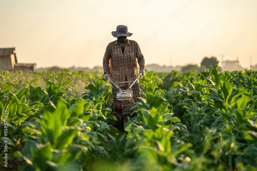 A Workers work on the tobacco plantations using tillers to eradicate pests and fertilize the tobacco