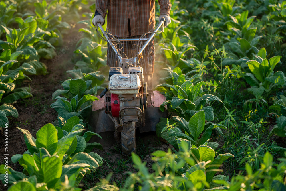 Close-up of tillage machine in tobacco plantation. ploughing soil. Mini Tiller. Technology concept f