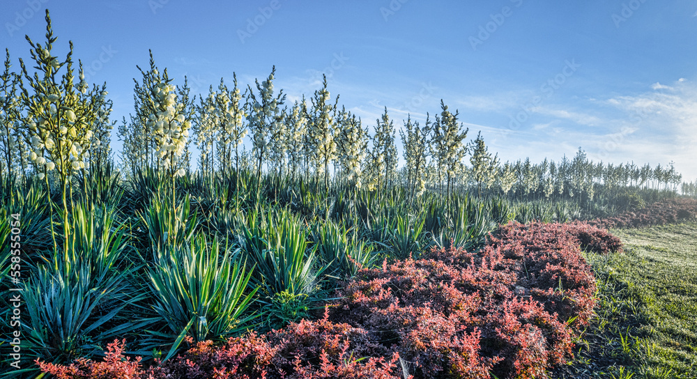 Large flower bed with flowering yucca. Exotic ornamental plant.