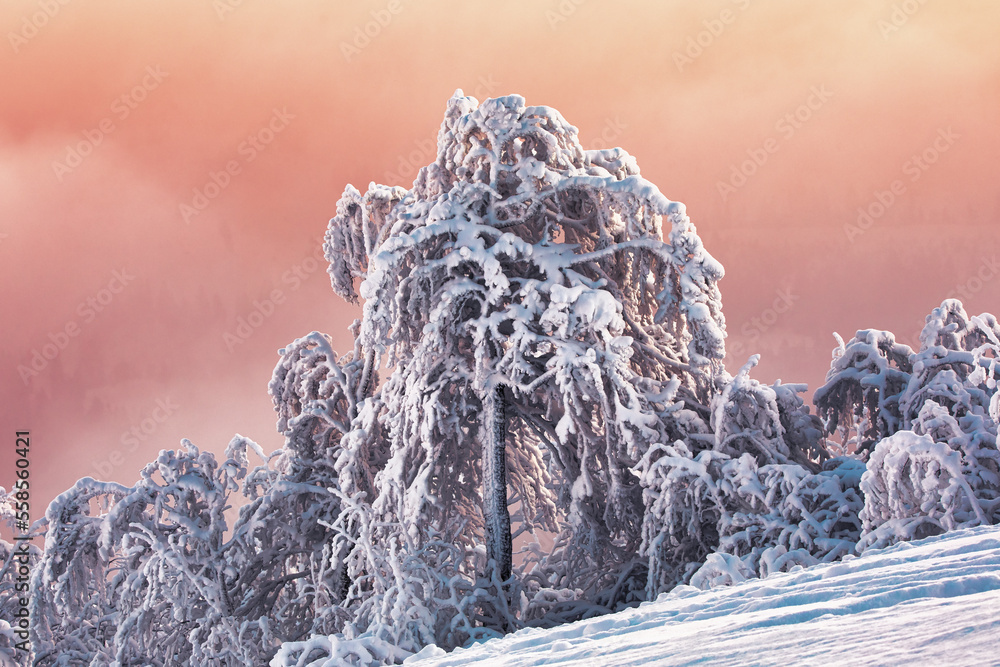 Dawn in the mountains, trees in the frost