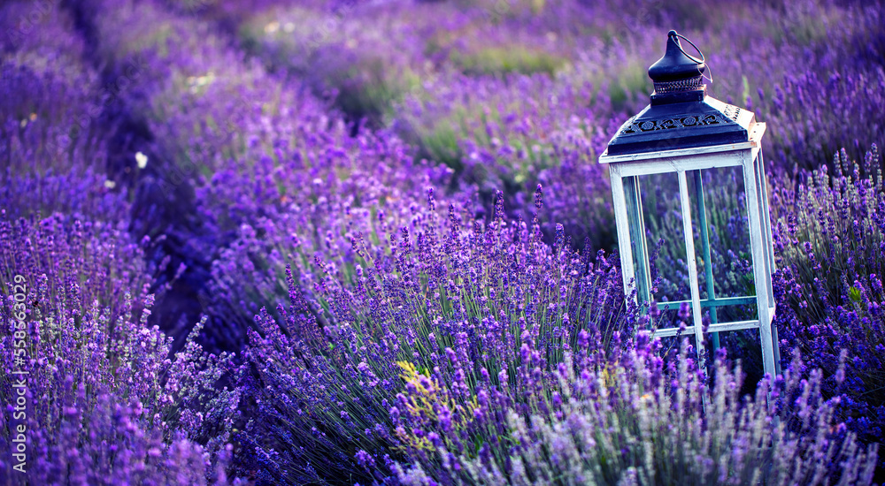 Lavender fields with decorations. Great places for photo shoots.