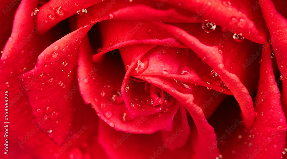 Rose bud closeup selective focus abstract natural background.