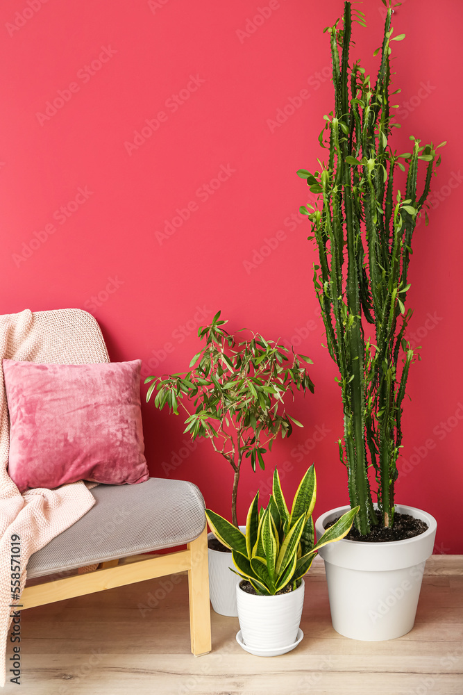 Comfortable armchair and different houseplants near color wall