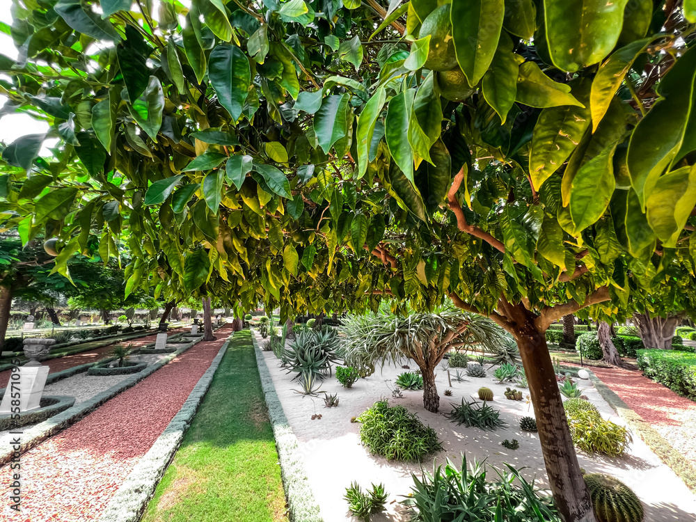 Green tangerine tree with fruits in park