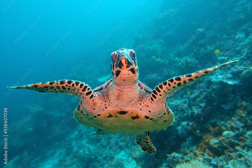 Hawksbill sea turtle swiming in the blue water.