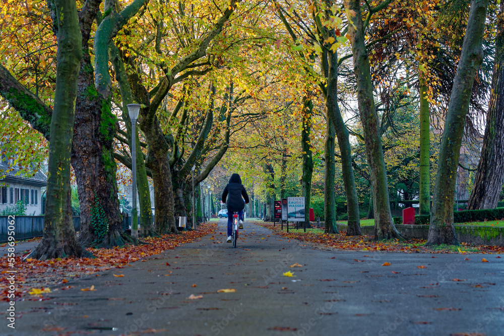 Woman on bicycle riding trough beautiful autumn tree alley at Swiss City of Biel Bienne on a sunny a