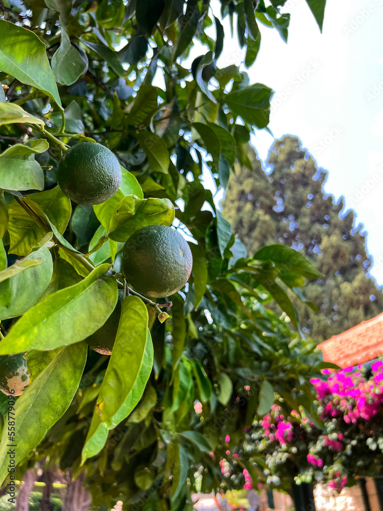 Closeup view of branch with green tangerines in garden