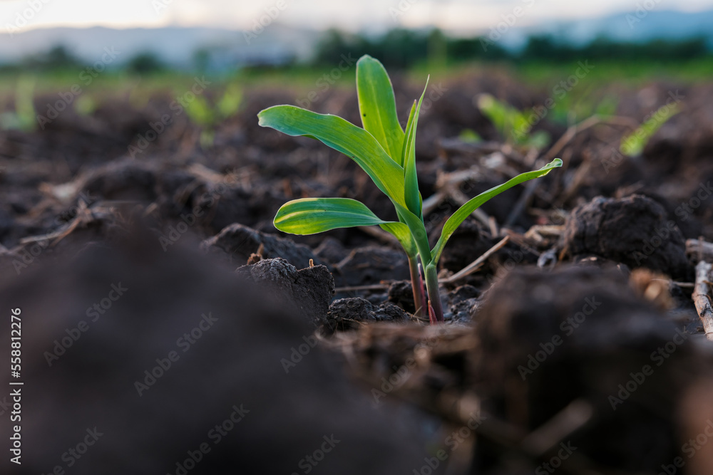 maize corn seedling in the agricultural plantation in the evening, Young green cereal plant growing 