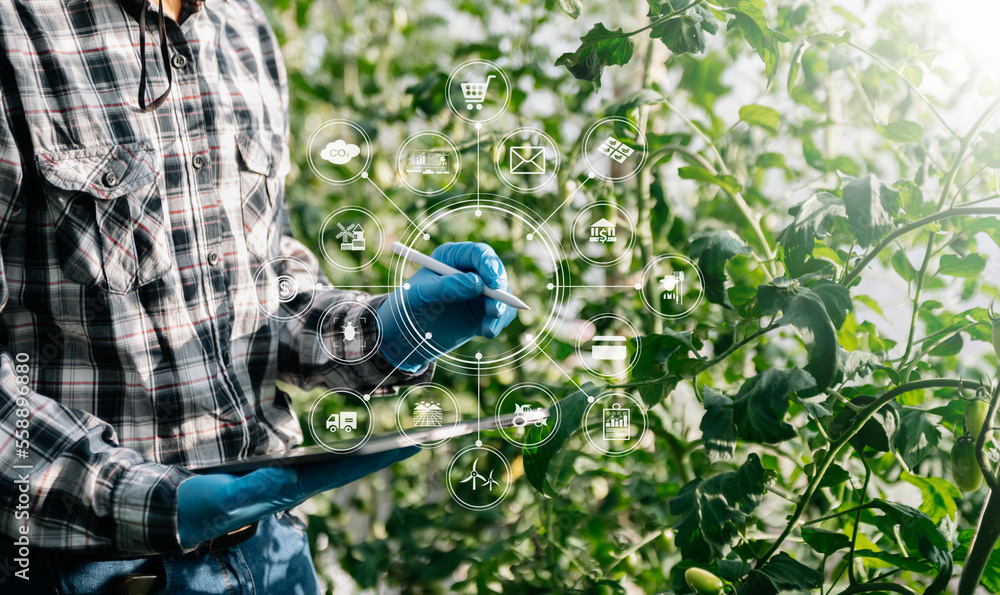 农业使用生产控制片来监测温室中的优质蔬菜和番茄。