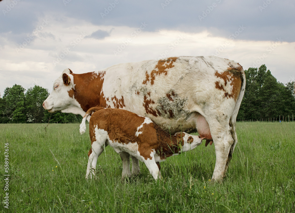 Young Calf Drinking With Mother cow