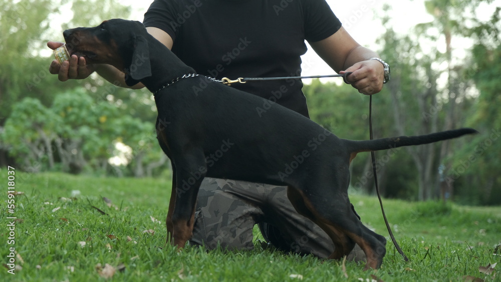 Doberman dog standing next to its owner. Charismatic dog