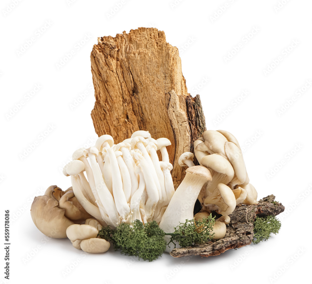 Composition with fresh mushrooms, tree bark and moss on white background