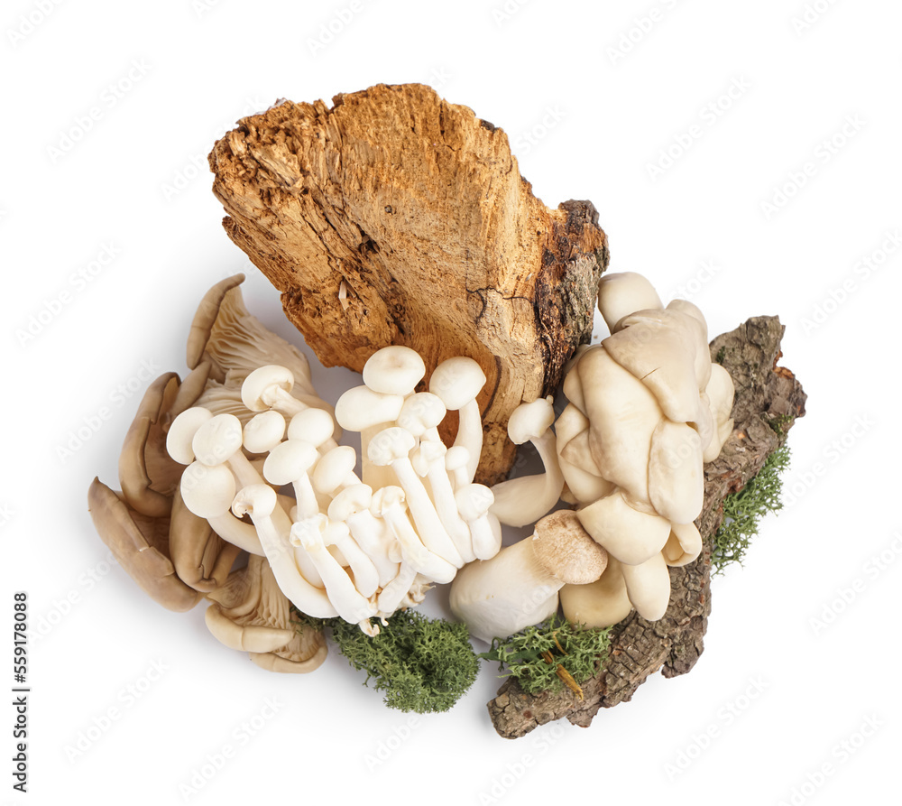 Composition with fresh mushrooms, tree bark and moss on white background