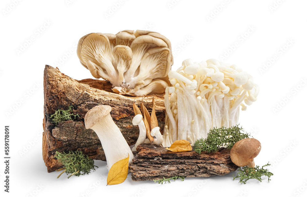 Composition with fresh mushrooms, tree bark and moss on white background