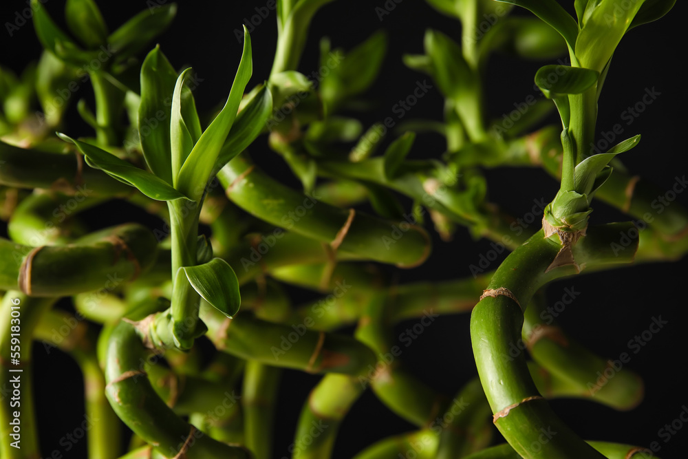 Bamboo stems on black background, closeup