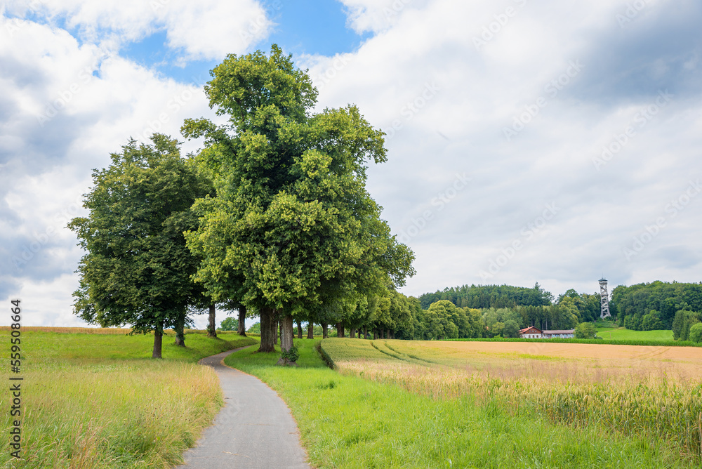 walkway through green alley to lookout tower Aussichtsturm Ebersberg