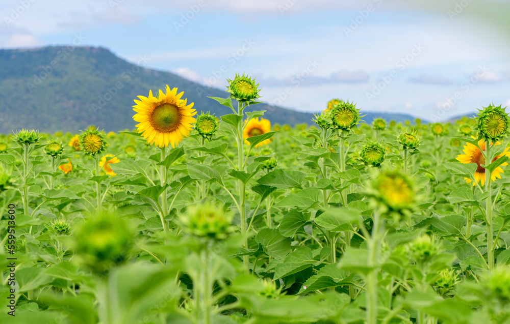 Beautiful sunflower flower blooming in sunflowers field.