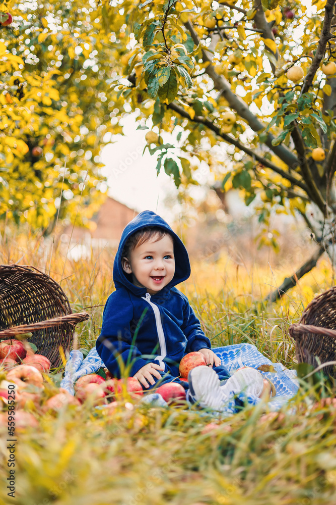 Cute small kid in apple orchard. Young little child with apples in garden.