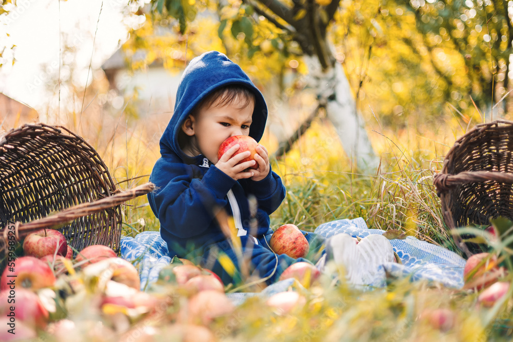 Young little child with apples in garden. Cute small kid in apple orchard.