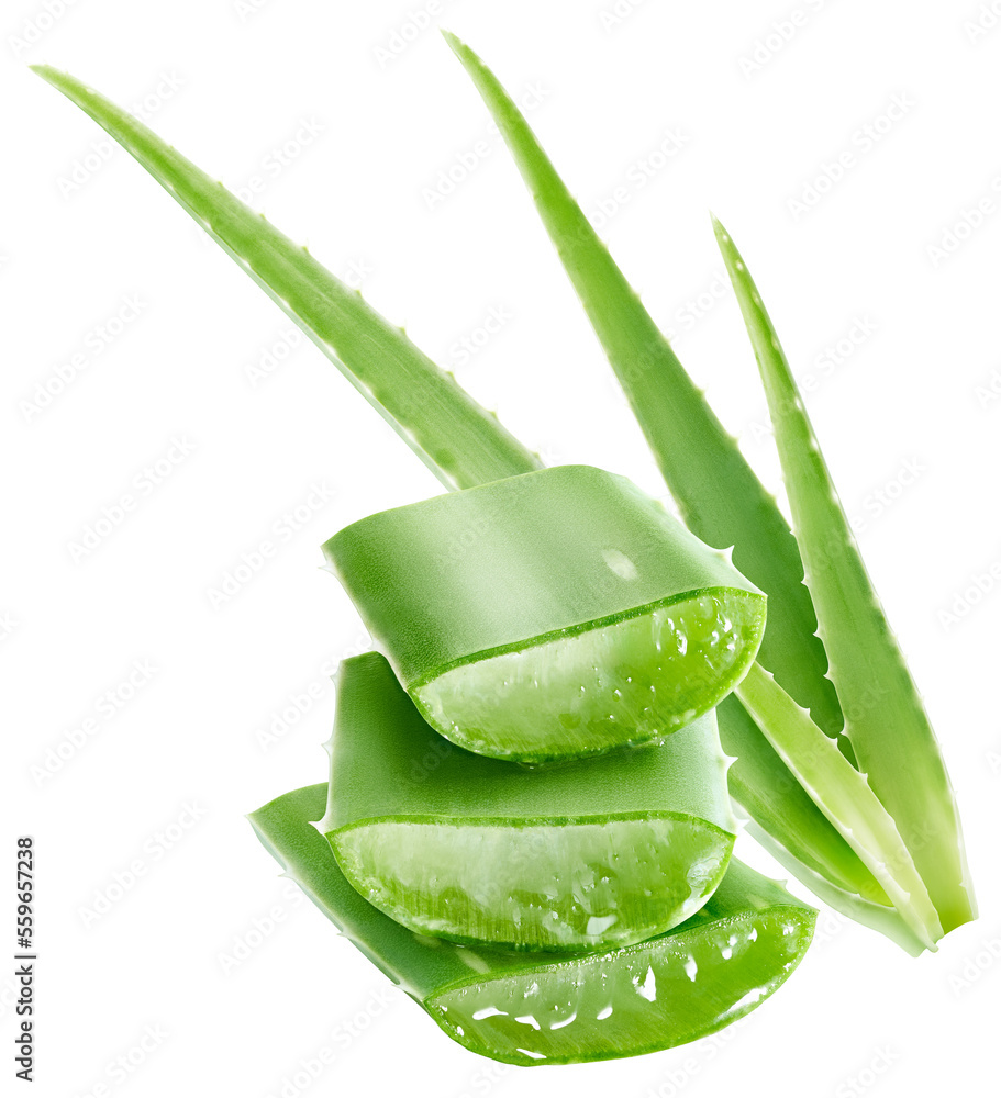 Aloe vera plant showcasing freshly dissected section