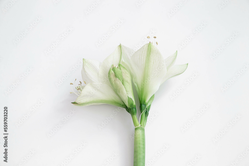 Lily flowers on a white background isolated, flat lay.