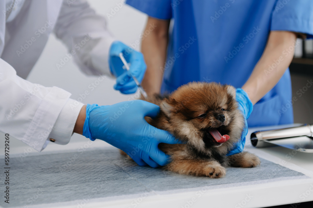 Vet listening Pomeranian dog with stetoscope in clinic.